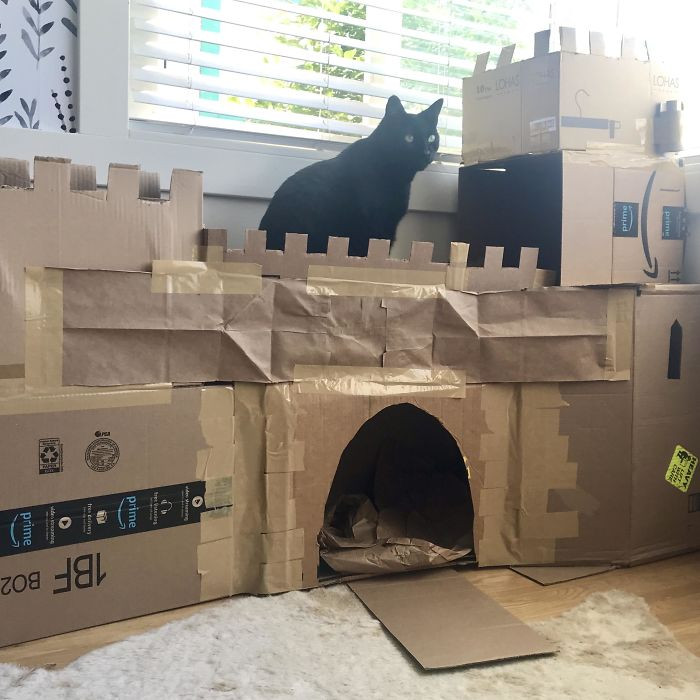 Хозяева котиков построили для них картонные замки и крепости Животные