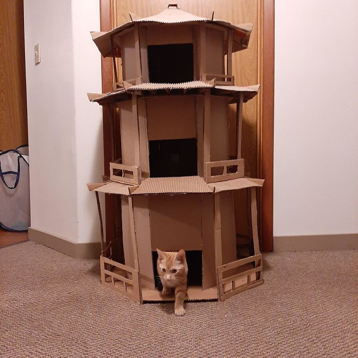 Хозяева котиков построили для них картонные замки и крепости Животные