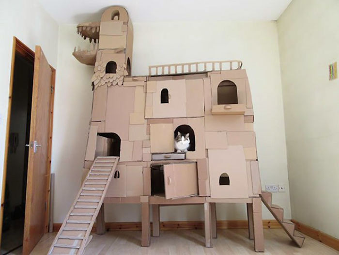 Хозяева котиков построили для них картонные замки и крепости
