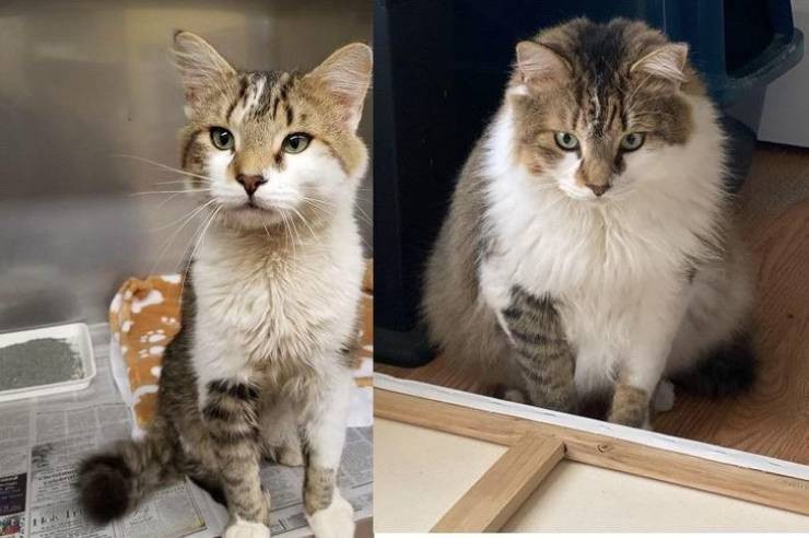 Животные на снимках до и после того, как их спасли от бездомной жизни