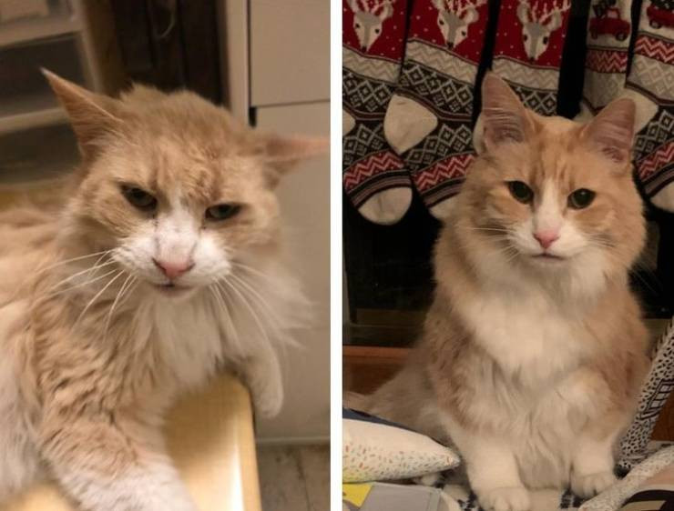 Животные на снимках до и после того, как их спасли от бездомной жизни