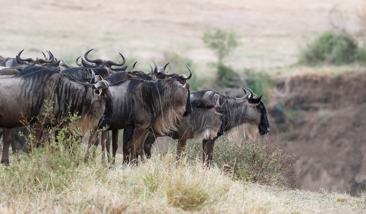 Великая миграция антилоп гну в Кении