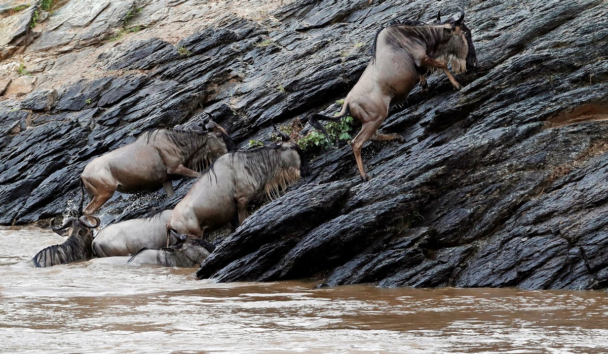 Великая миграция антилоп гну в Кении
