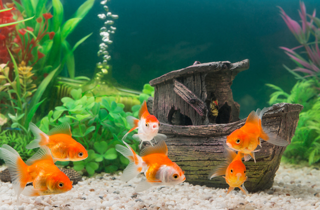 Смогут ли аквариумные рыбки выжить в обычном пруду