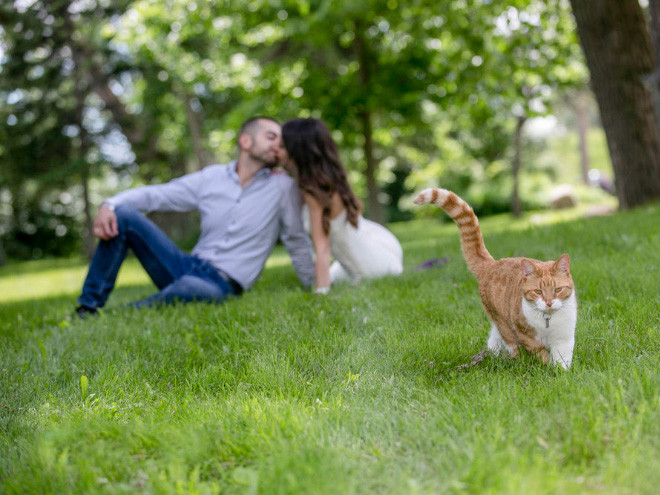 Котики — настоящие мастера фотобомбинга Семейное, какие, появилась, впервые, фотобомбинга, мастера, настоящие, Котики, «бомбить»123456789101112131415161718192021Запись, фотографии, равно, торжество, Котикам, селфи, идеальное, сделать, хотите, Просто, Рождество, Свадьба