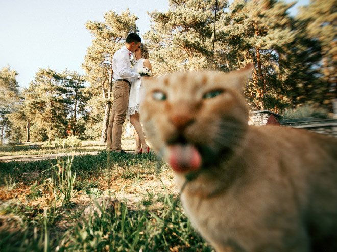 Котики - настоящие мастера фотобомбинга