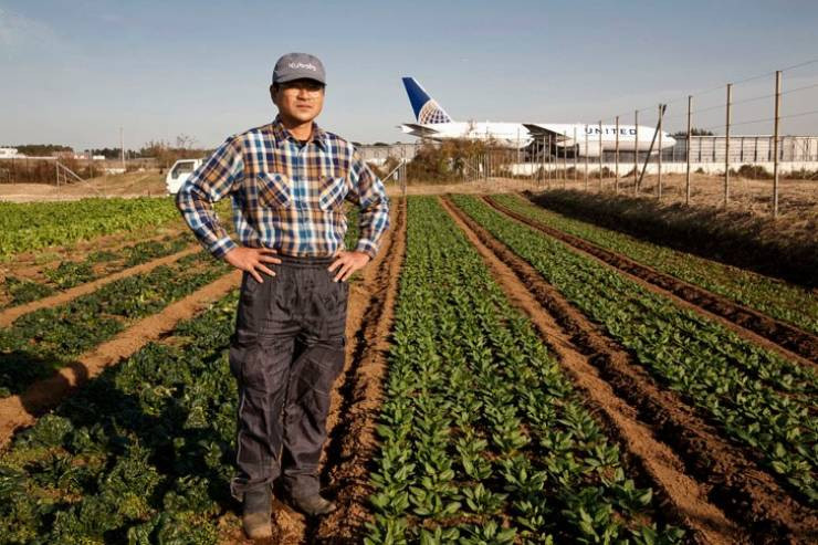 Японский фермер выращивает овощи посреди огромного аэропорта