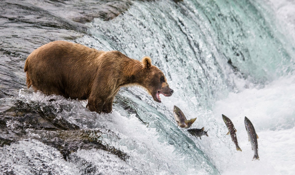 Андрей Гудков делает снимки диких животных в естественной среде обитания