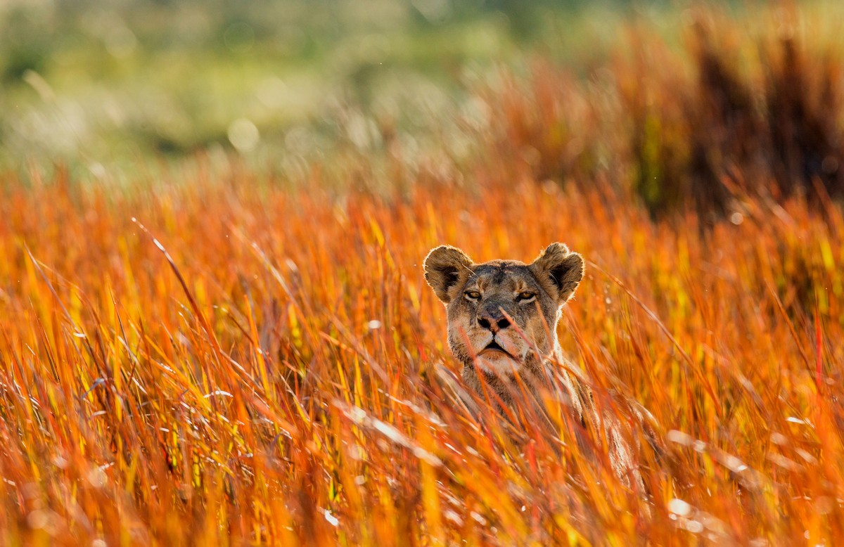 Андрей Гудков делает снимки диких животных в естественной среде обитания