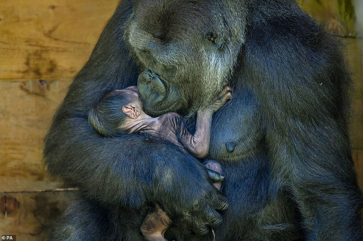 Новорожденная горилла и ее мама на снимках