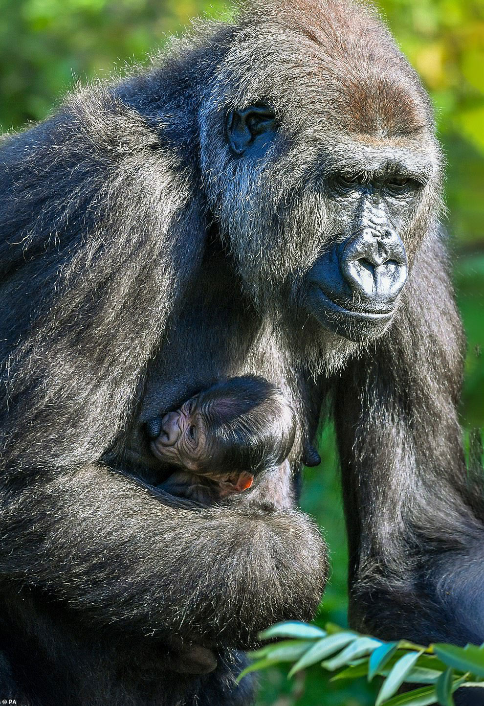 Новорожденная горилла и ее мама на снимках