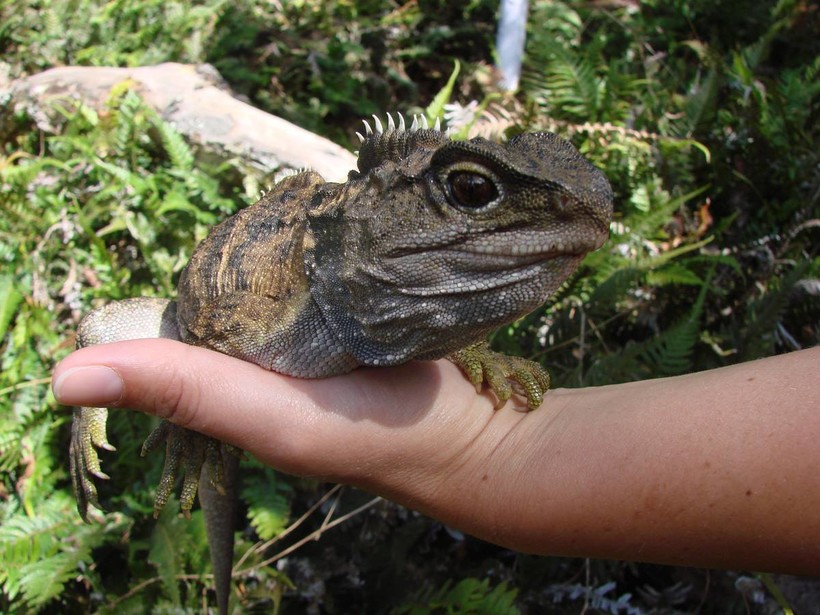 Туатара — самая необычная рептилия из ныне живущих