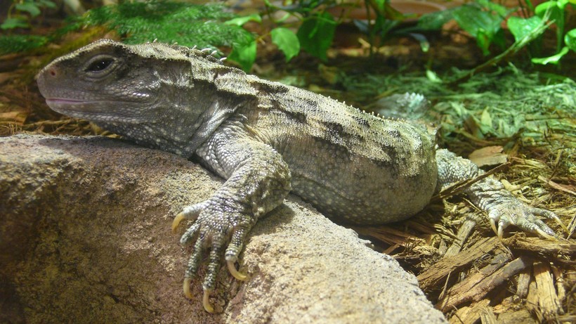 Туатара — самая необычная рептилия из ныне живущих