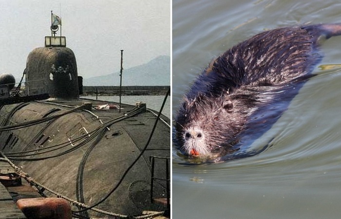Откуда брались крысы на советских субмаринах и как с ними боролись
