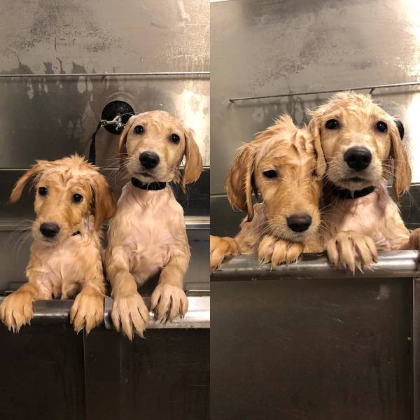 Милые животные на снимках до и после водных процедур