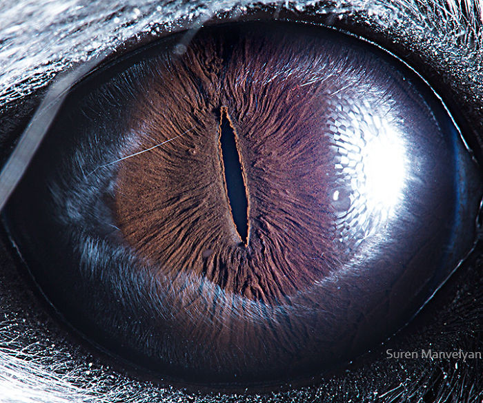 Глаза животных на снимках армянского фотографа Сурена Манвеляна