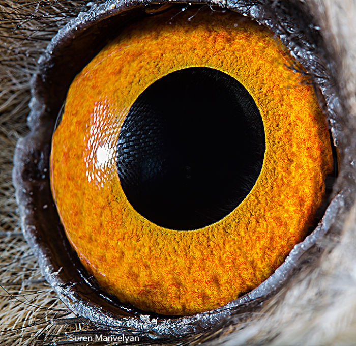 Глаза животных на снимках армянского фотографа Сурена Манвеляна