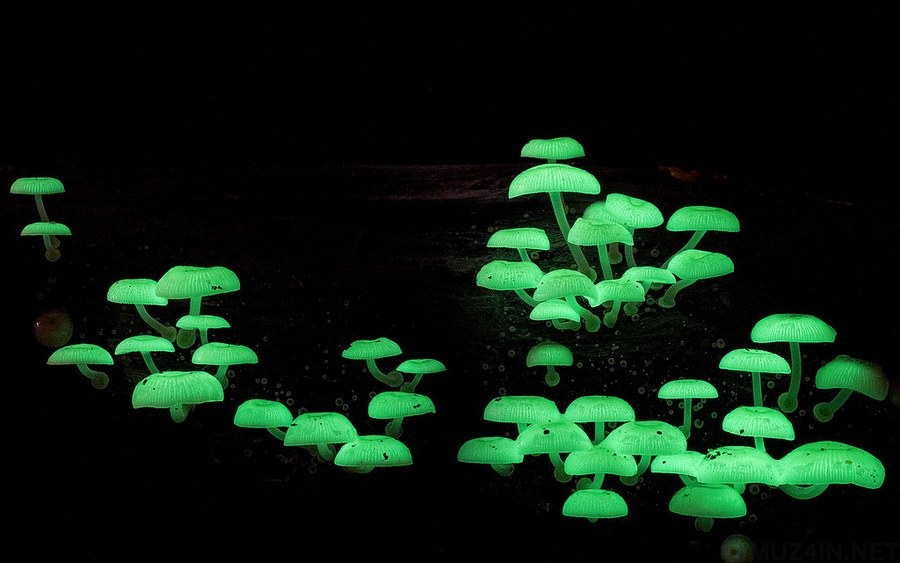 Необычные грибы, словно из фантастического романа