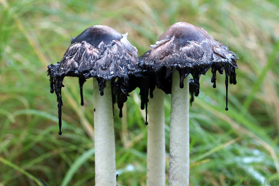 Необычные грибы, словно из фантастического романа