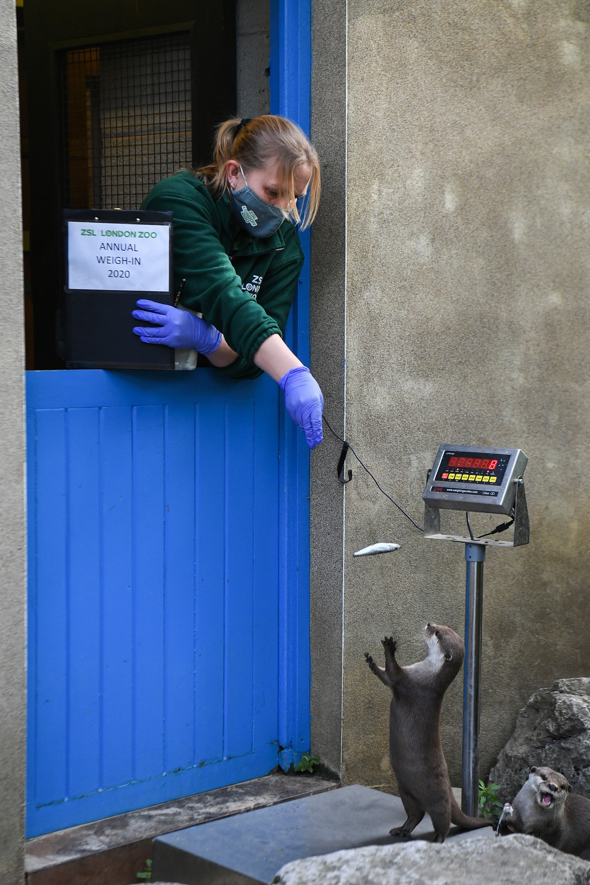 Ежегодное взвешивание и измерение животных в Лондонском зоопарке