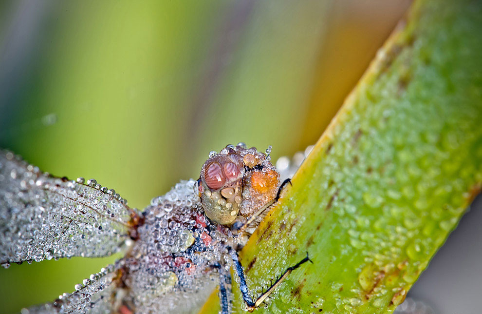 Красивые макроснимки стрекоз в капельках росы