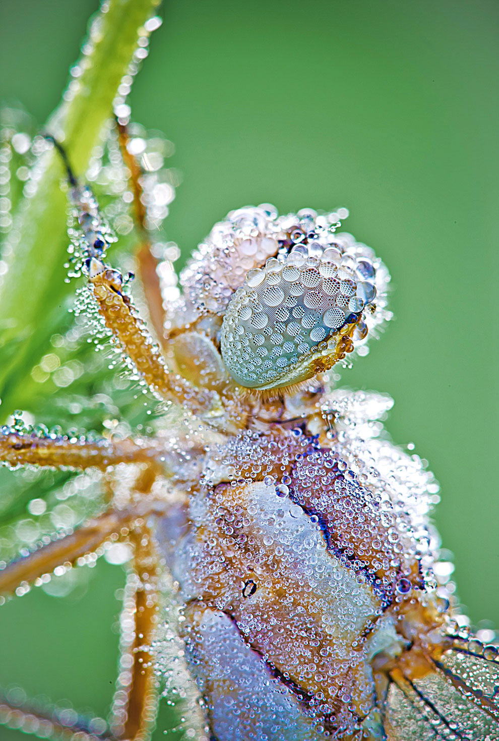 Красивые макроснимки стрекоз в капельках росы
