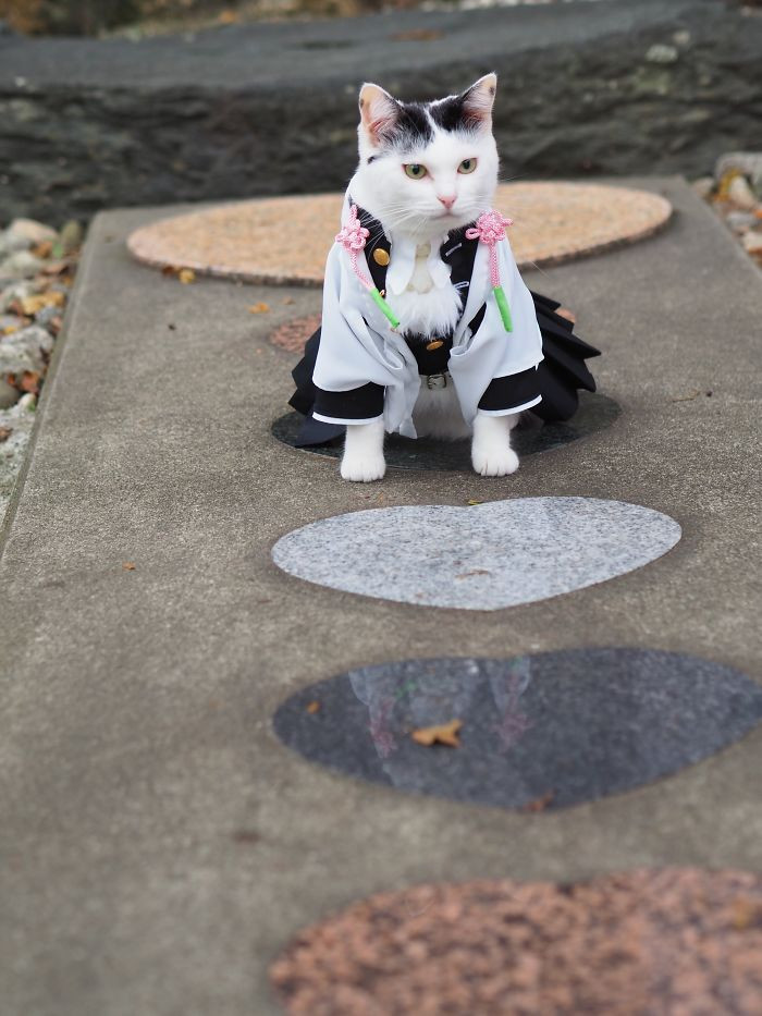 Японский художник создаёт костюмы в стиле аниме для своих кошек