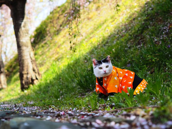 Японский художник создаёт костюмы в стиле аниме для своих кошек