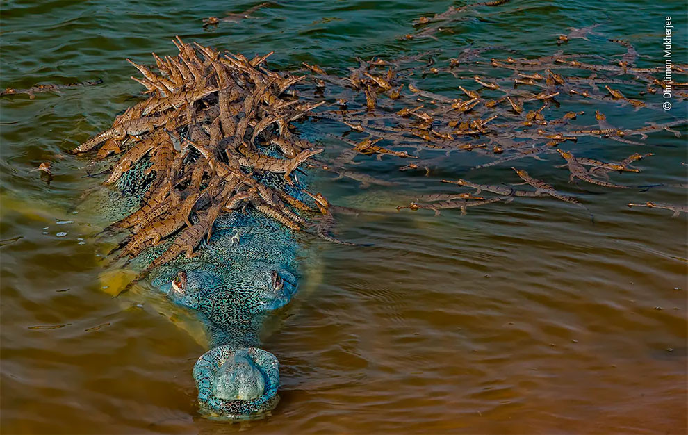 Победители фотоконкурса Wildlife Photographer of The Year 2020