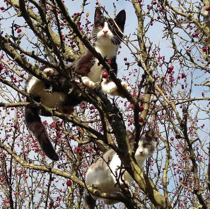 Котики, которые просто обожают сидеть на деревьях
