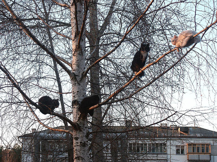 Котики, которые просто обожают сидеть на деревьях Животные