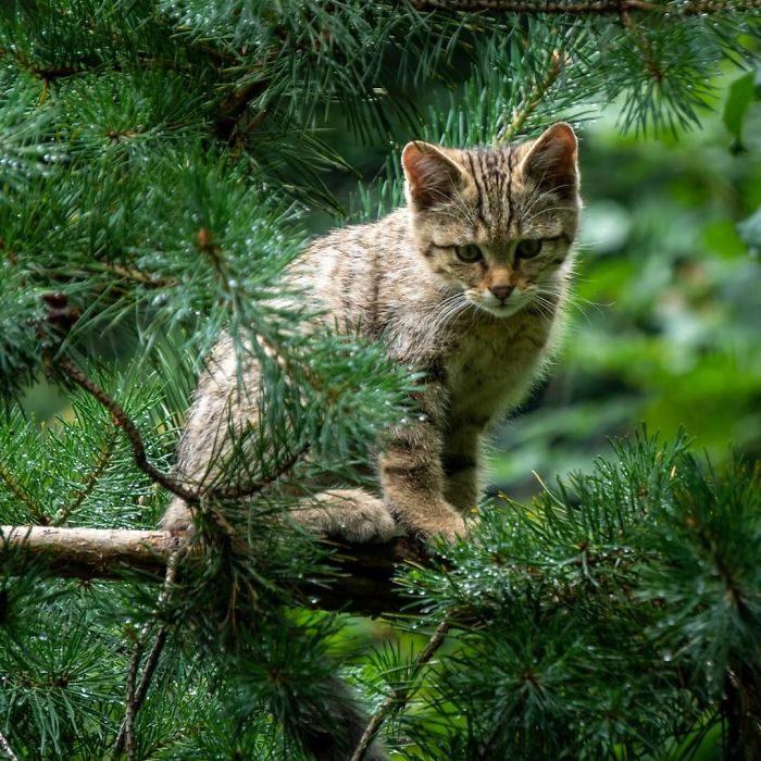 Котики, которые просто обожают сидеть на деревьях Животные