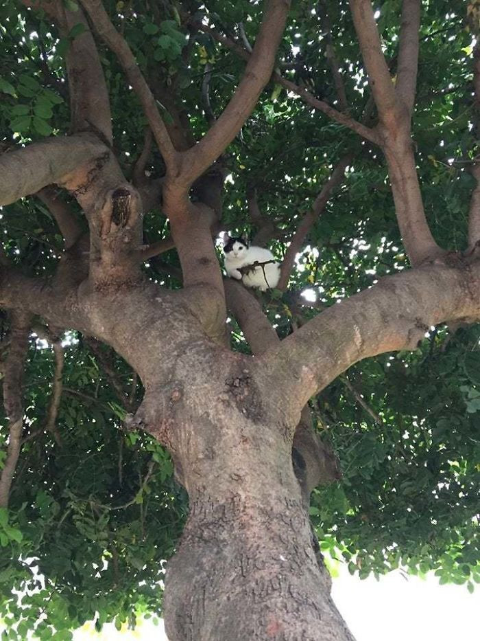 Котики, которые просто обожают сидеть на деревьях Животные