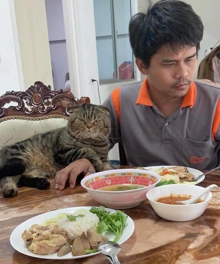 Женщина документирует, как кот просто украл у неё мужа