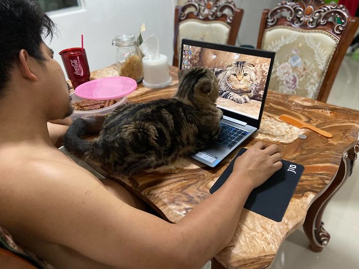 Женщина документирует, как кот просто украл у неё мужа