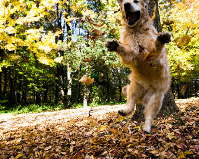 Весёлые собаки, которые обожают осеннюю листву