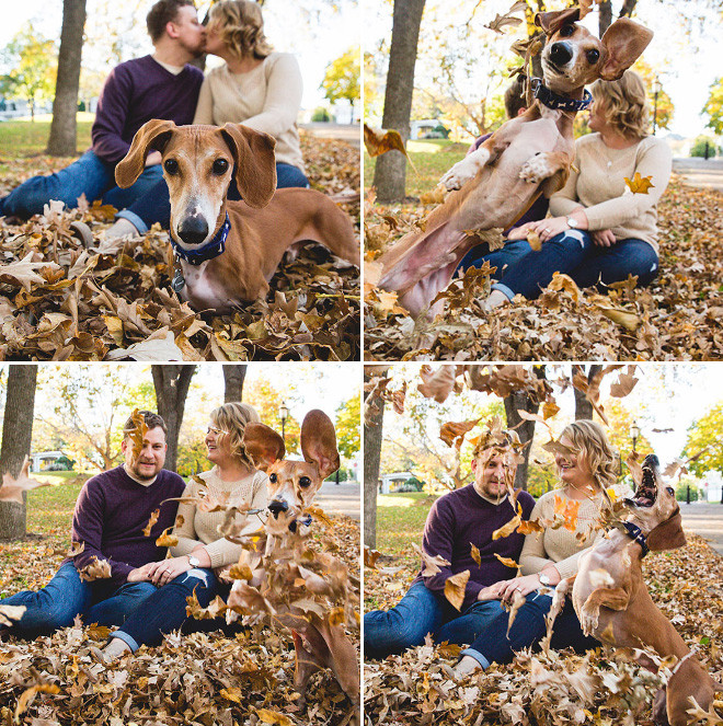 Весёлые собаки, которые обожают осеннюю листву
