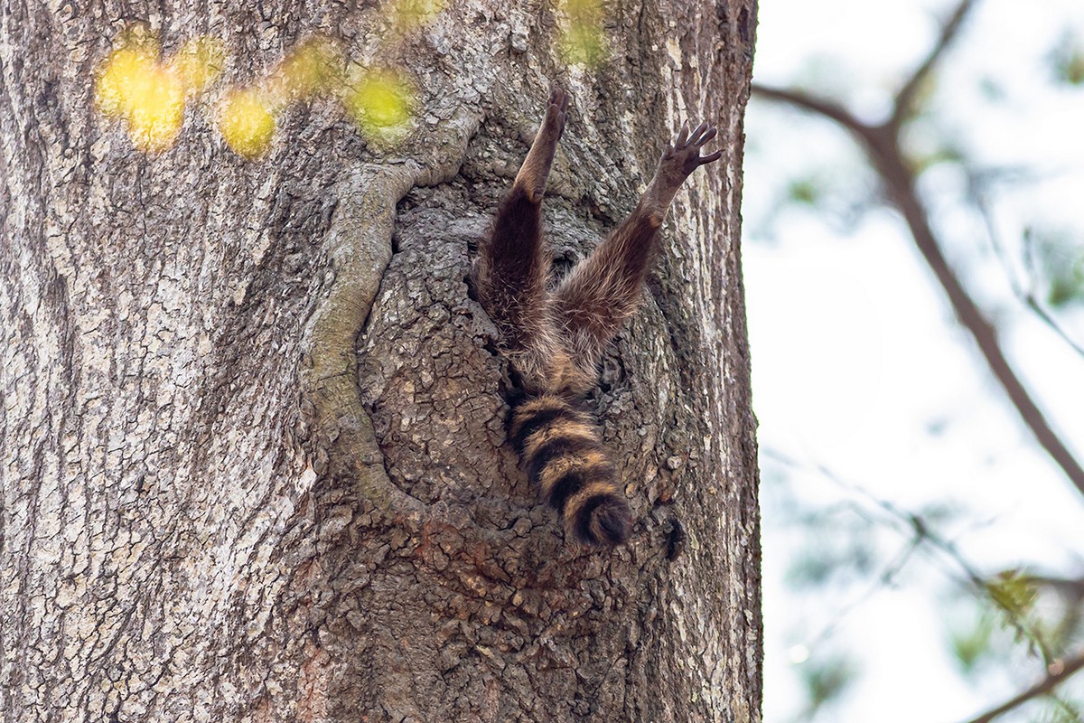 Финалисты смешного фотоконкурса The Comedy Wildlife Photography Awards 2020