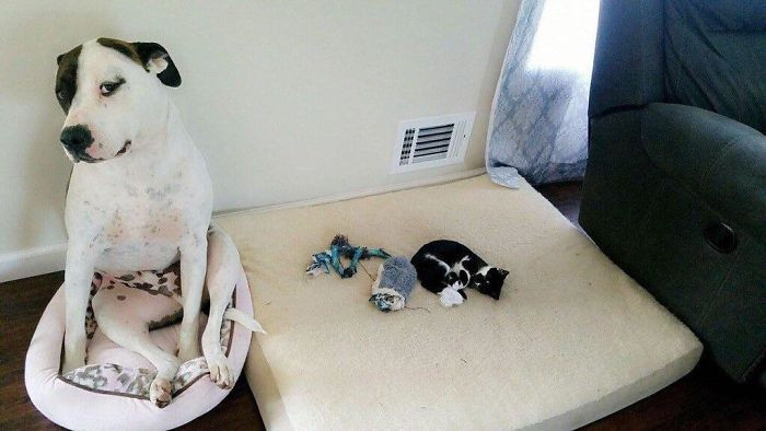 Снимки о непростых отношениях между кошками и собаками