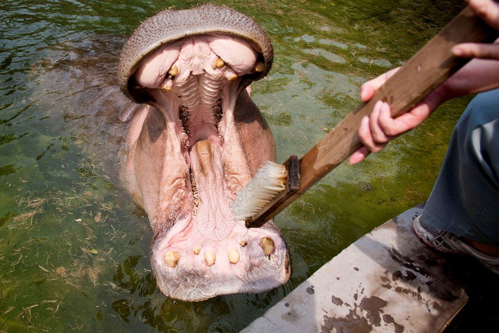 Как чистят зубы бегемотам
