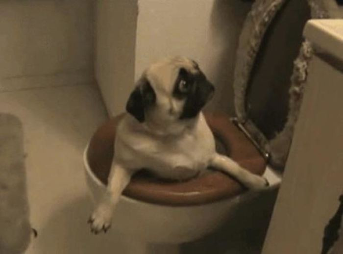 Животные, у которых выдался не самый удачный день