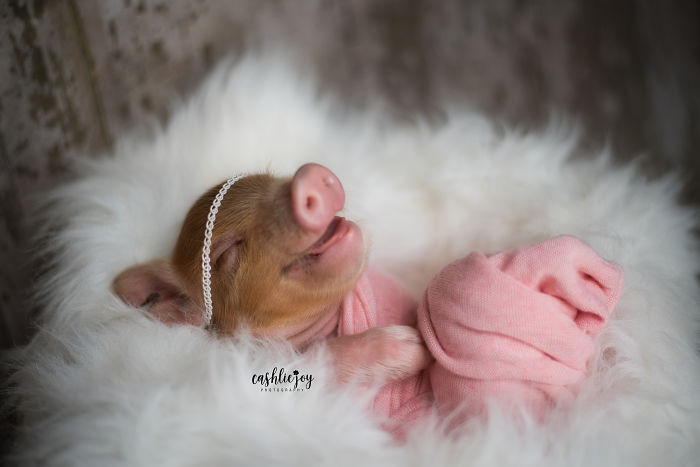 Приятные снимки спящего новорождённого поросёнка