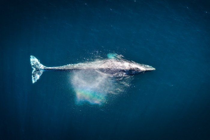 Из-за чего синие киты не болеют раком?