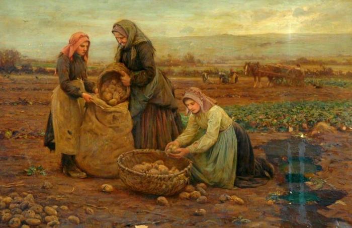 Картофельные бунты на Руси и почему крестьяне боялись корнеплода