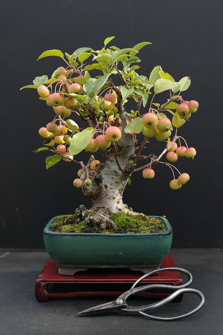 Миниатюрные плодовые деревья-бонсай