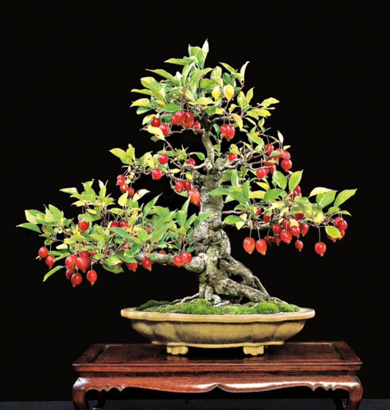 Миниатюрные плодовые деревья-бонсай