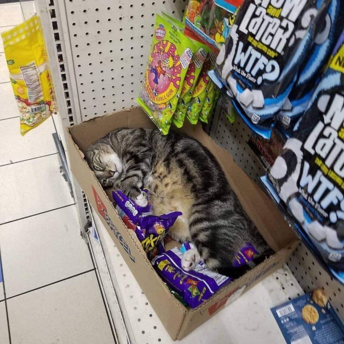 Забавная подборка котиков, которые поселились в магазинах