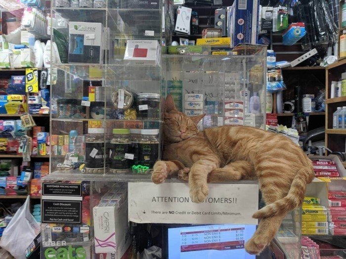 Забавная подборка котиков, которые поселились в магазинах