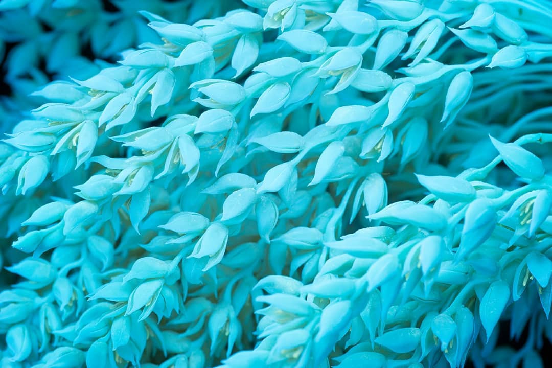 Флуоресцирующие цветы и растения на снимках Крейга Бэрроуза