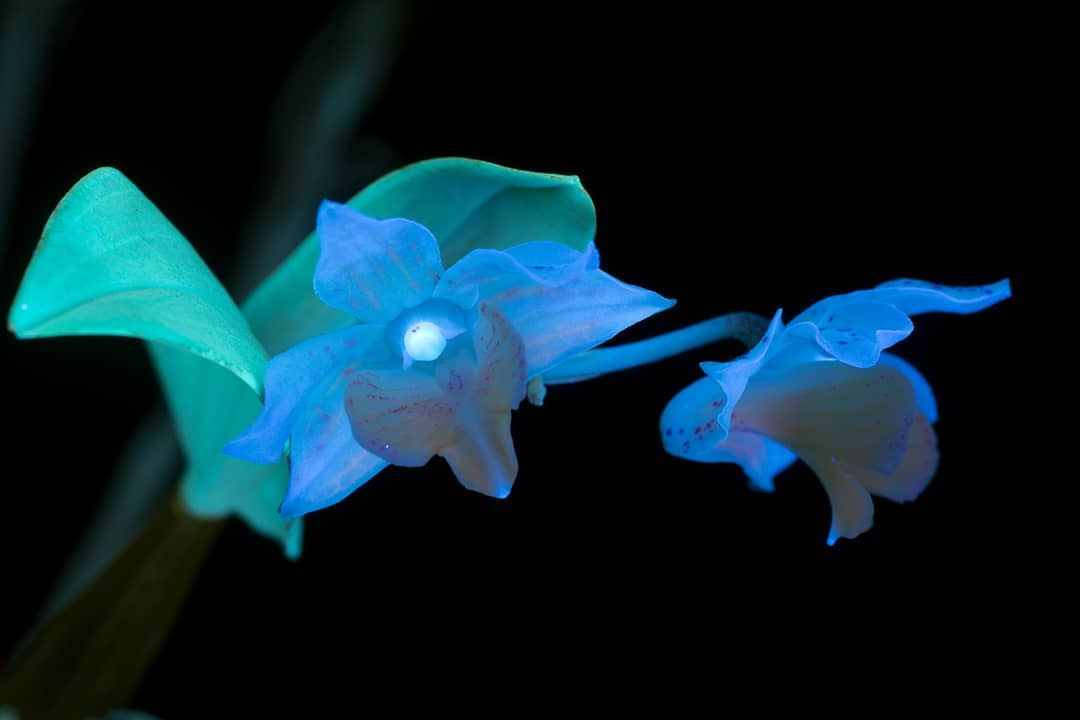 Флуоресцирующие цветы и растения на снимках Крейга Бэрроуза
